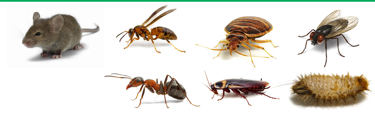 suzbijanje stetocina